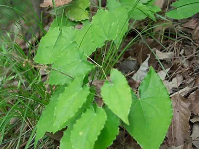 中藥原創(chuàng)新藥拉開(kāi)肝癌精準(zhǔn)治療序幕